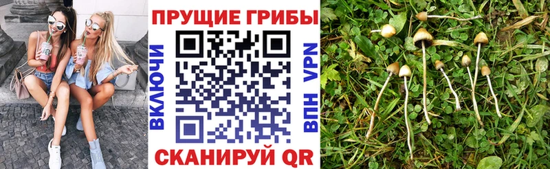 дарк нет клад Пойковский Псилоцибиновые грибы Cubensis блэк спрут ССЫЛКА